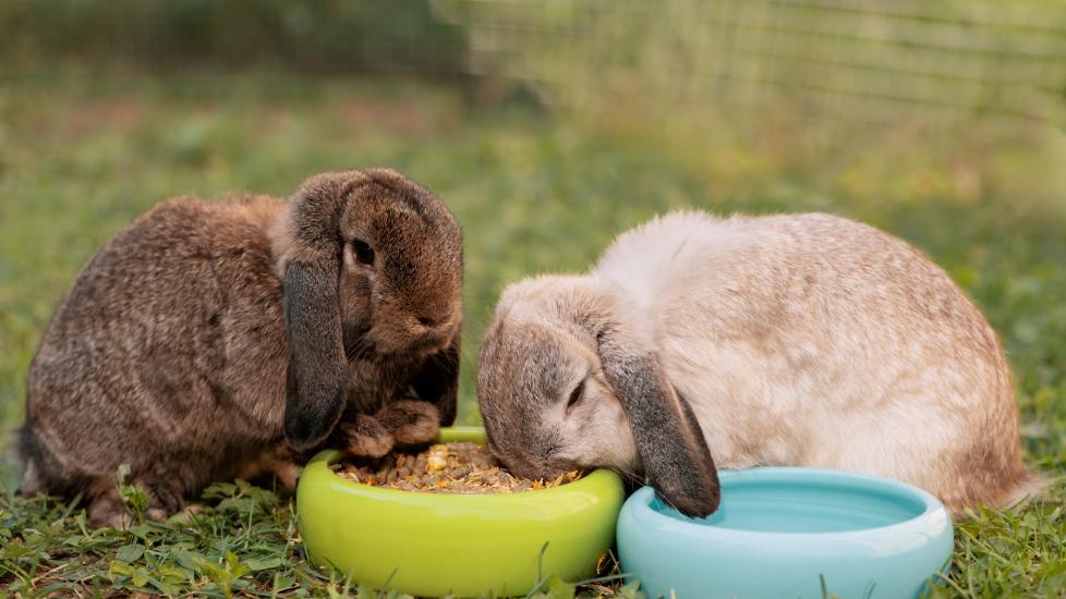 What do rabbits eat? Two pet bunnies eat their bowls of food.